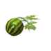 Plant watermelon.png