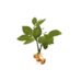 Plant potato.png