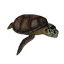 Item turtle.png