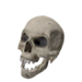 Object skull.png