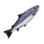 Item salmon.png