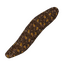 Item seacucumber.png