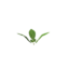 Plant potato sapling.png