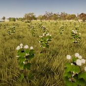 Biomes CottonField small.jpg