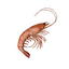 Item shrimp.png