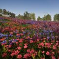 Biomes FlowerMeadow small.jpg