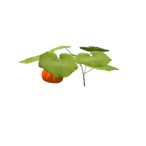 Plant pumpkin s2.png