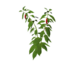 Plant chili.png