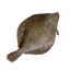 Item plaice.png