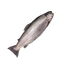 Item trout.png